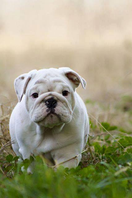 bulldog inglese bianco