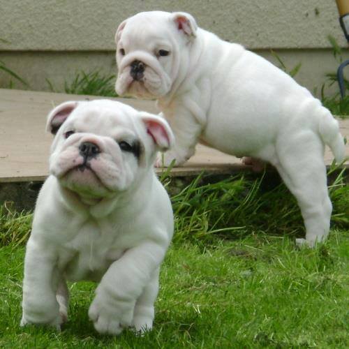 cuccioli di bulldog inglese bianchi