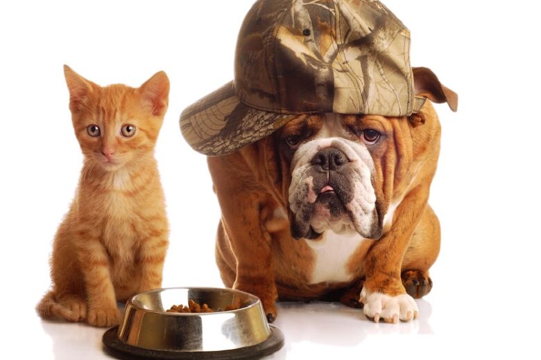Bulldog inglese e gatto: amici o nemici?