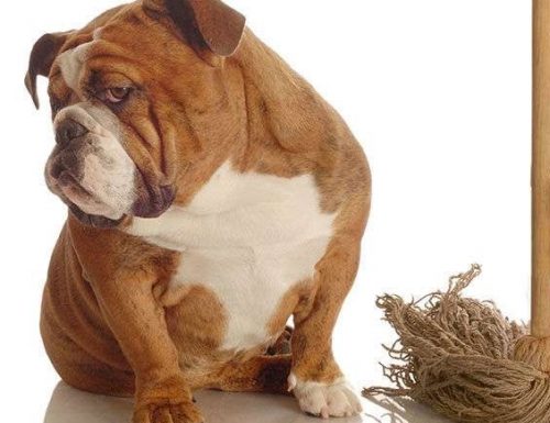Come eliminare l’odore di pipì del cane