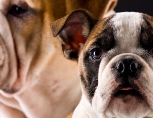 Quante tipologie di dermatite esistono nel bulldog inglese?