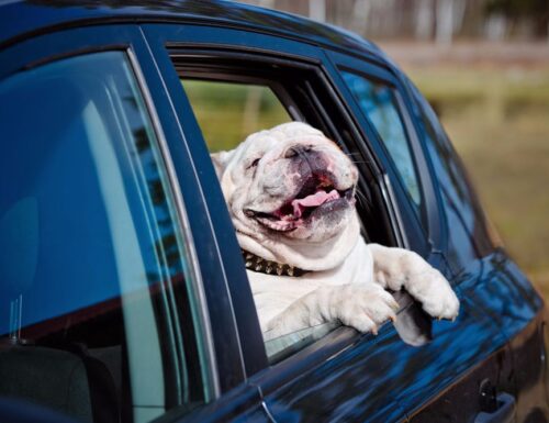 Viaggiare con il tuo bulldog inglese: consigli e trucchi