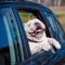Viaggiare con il tuo bulldog inglese: consigli e trucchi