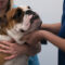 Come scegliere il veterinario giusto per il tuo bulldog
