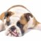 Bulldog inglese non respira bene: cosa fare subito (guida completa)